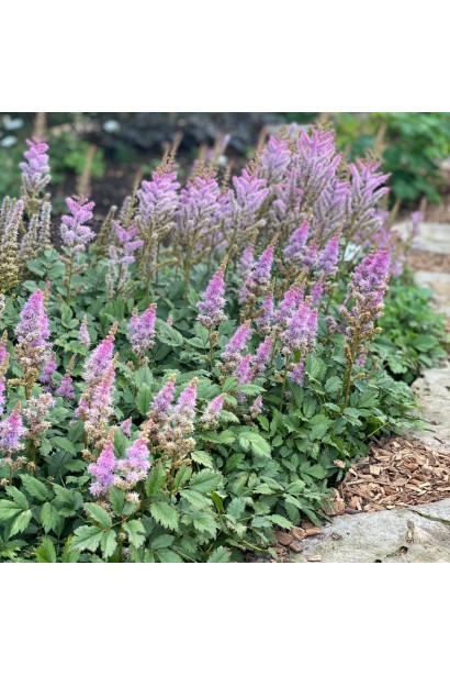 Астильба китайська алейна посадка